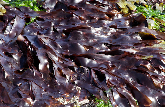 Laminaria digitata